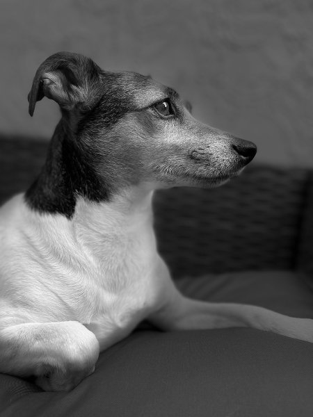 dolly bw photo ig.jpg