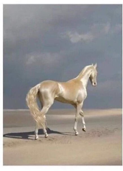 image.jpeg