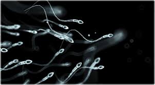 sperm 2.jpg