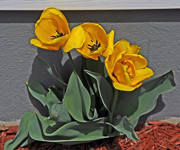 Tulips.jpg