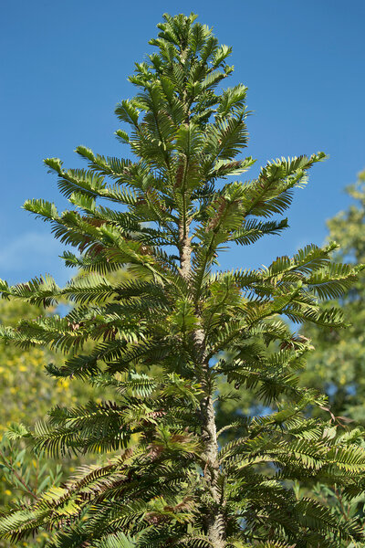 Wollemi-pine-tree.jpg